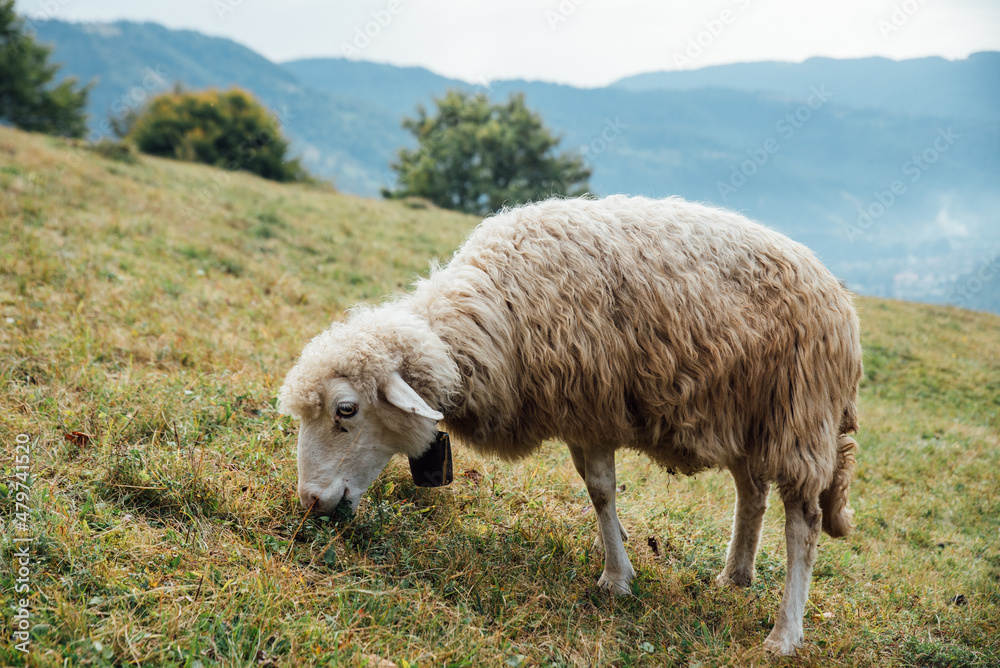 A mountain sheep looks up at the camera in the mountains
A mountain sheep looks up at the camera in the mountains