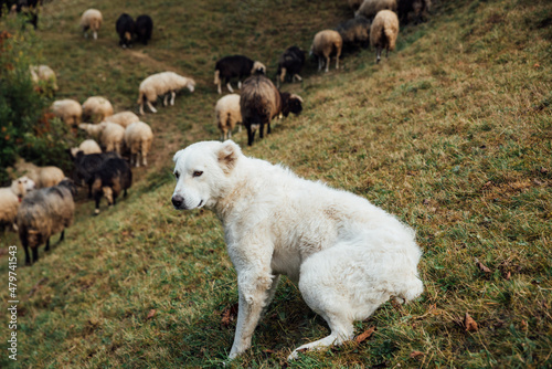 Shepherd dog guarding and leading the sheep flock