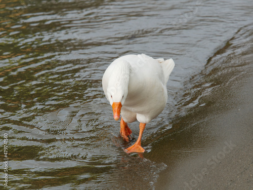 drtail of white goose in a beach photo