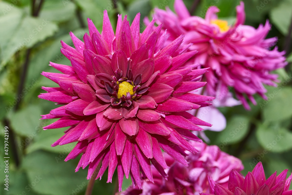 Dahlias are blooming in the garden of the country house. Dahlia (lat. Dahlia) is a genus of perennial herbaceous plants of the Asteraceae family with tuberous roots and large flowers of bright color. Dahlias are blooming in the garden of the country house. Dahlia (lat. Dahlia) is a genus of perennial herbaceous plants of the Asteraceae family with tuberous roots and large flowers of bright color.