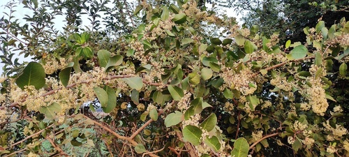 natural plant and flowers landscape background