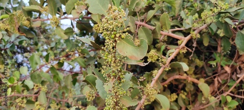 natural plant and flowers landscape background
