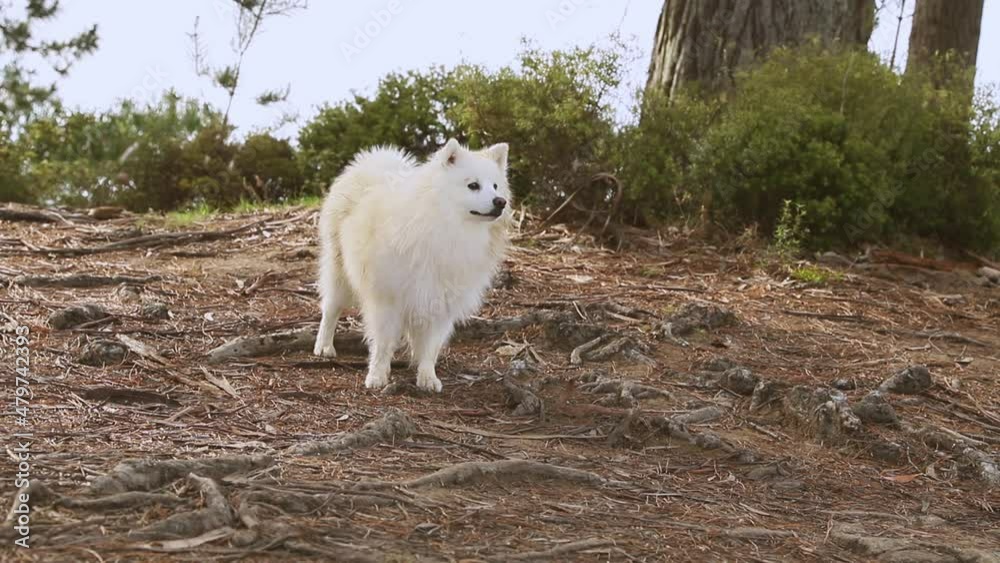 outdoor portrait of white dog on natural background, happy healthy japanese spitz puppy on a walk. outdoor portrait of white dog on natural background, happy healthy japanese spitz puppy on a walk.