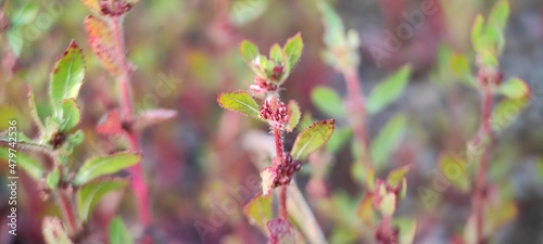 natural plant and flowers landscape background