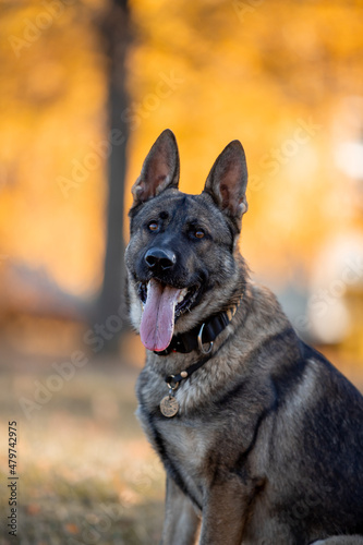 Beautiful dog breed German Shepherd in autumn 
