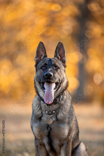 Beautiful dog breed German Shepherd in autumn 