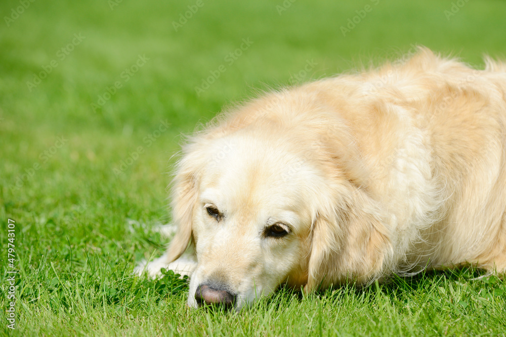 dog golden retriever lying on meadow in the garden and sniffs dog golden retriever lying on meadow in the garden and sniffs