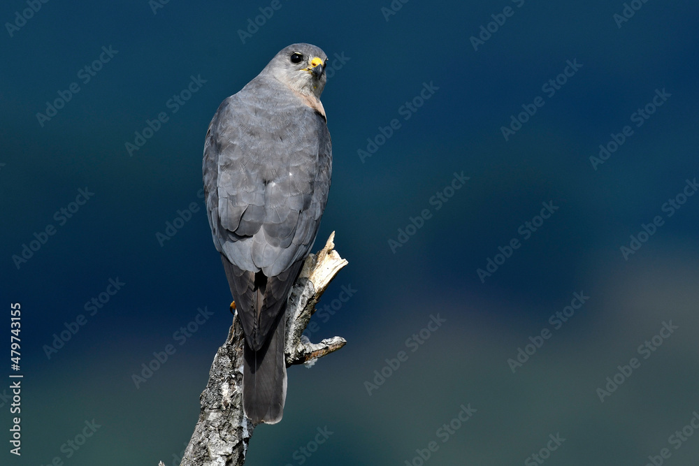 Fototapeta premium Levant sparrowhawk // Kurzfangsperber (Accipiter brevipes)