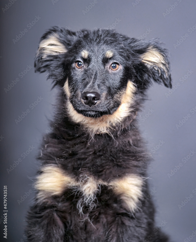 Fototapeta premium black and beige fluffy puppy mongrel