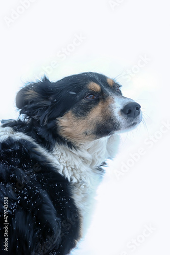 small tricolor mongrel dog in the snow