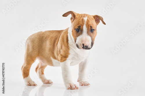 Miniature bull terrier puppy posing on white background. Portrait of a red or brown bull terrier in studio. Canine friend.