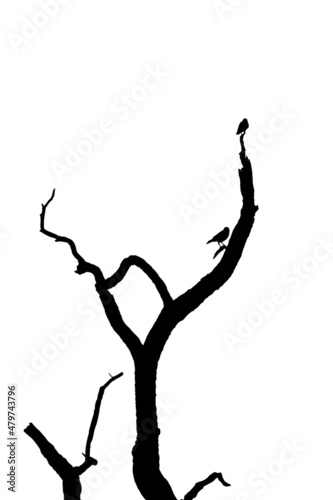 silhouette of the birds on a branching tree, the silhouette of the birds on a branch.