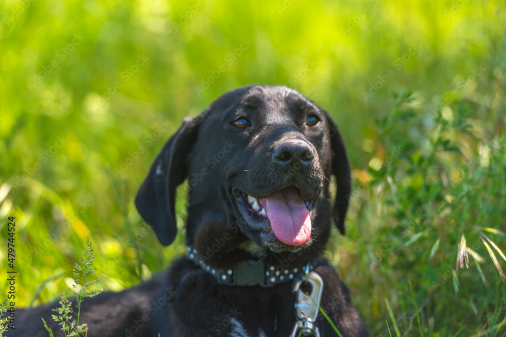 black dog with hanging ears, mongrel