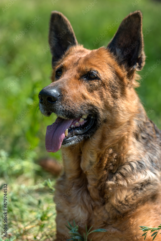 old german shepherd among green grass