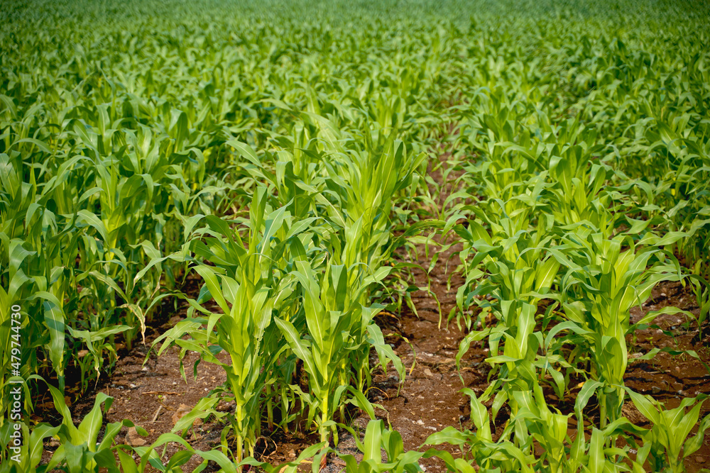 Fototapeta premium Fresh Sorghum millet agriculture field.