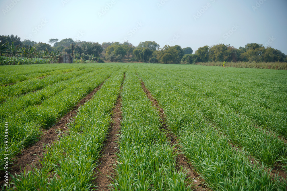 Green wheat agriculture field at india.