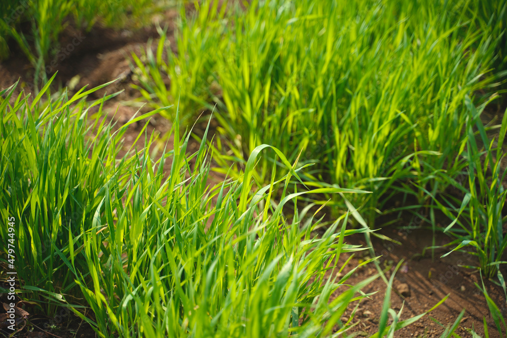 Obraz premium Green wheat agriculture field at india.