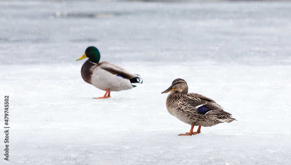 Mallards or wild ducks standing on ice surface of river. Mallards or wild ducks standing on ice surface of river.
