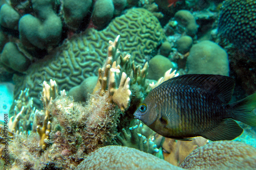Fototapeta Naklejka Na Ścianę i Meble -  Extremely dangerous scorpionfish Scorpaenidae resting on the coral