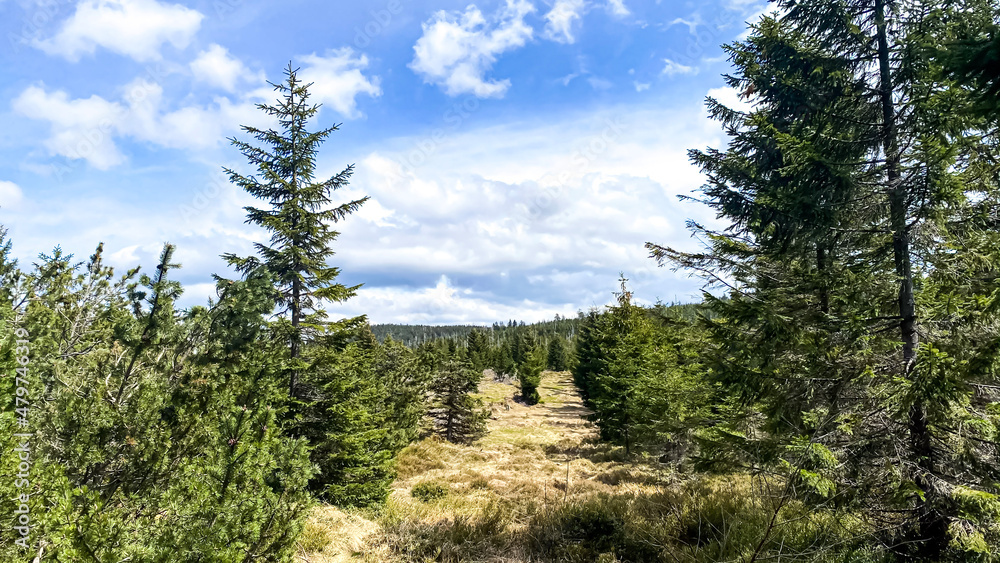 forest in the mountains