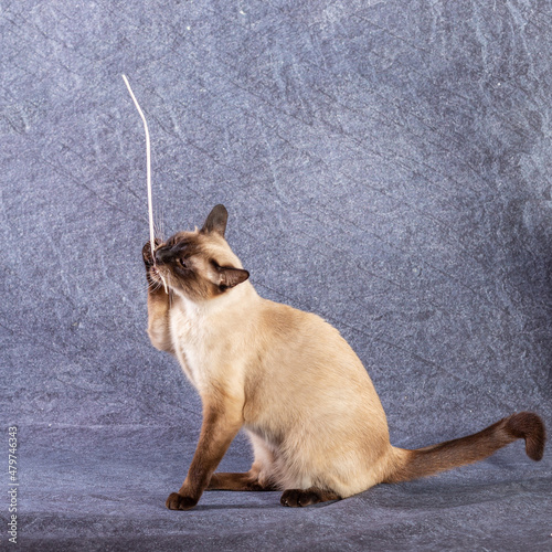 The bright cat of the Thai breed plays with a paper stick. photo