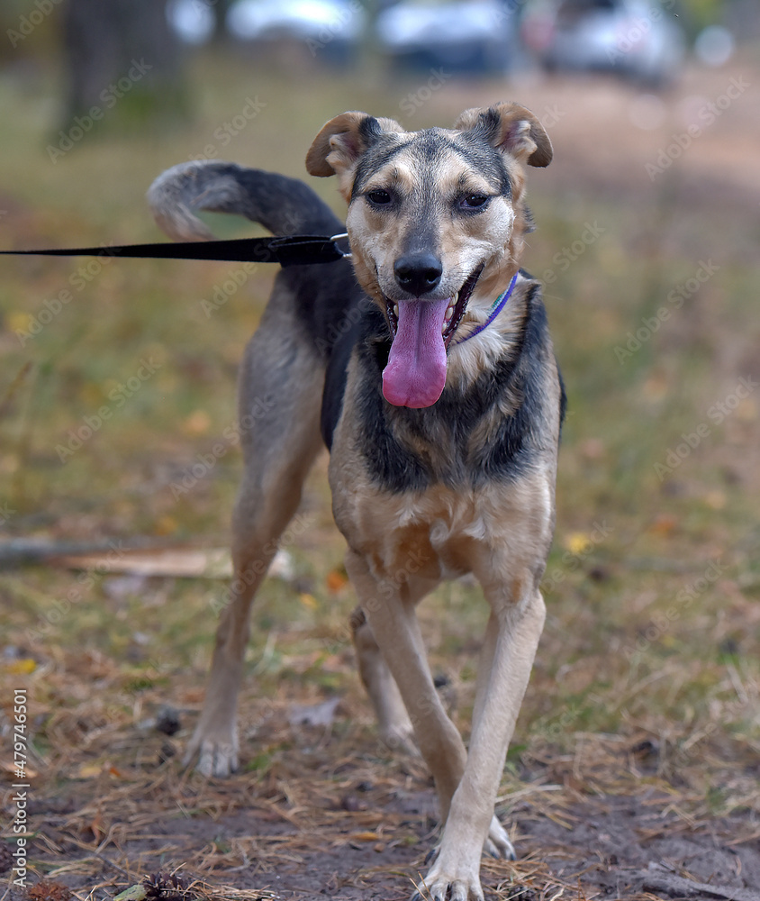 mongrel dog brown and gray sticking out his tongue, pleased mongrel dog brown and gray sticking out his tongue, pleased