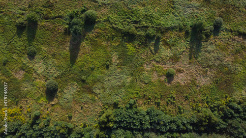 Top view of natural green grass and bushes. Aerial view. Pattern