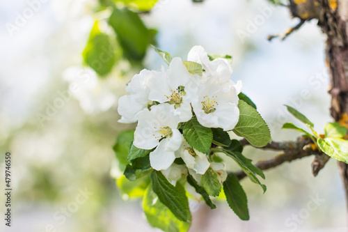 Banner   acro photography. Spring  nature photo wallpaper. Apple blossoms are blooming in the garden Blooming white buds on the branches of a tree