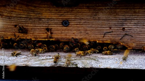 wooden beehives summer, bright sun illuminates the bee houses, insects fly home with the collected honey, concept of beekeeping, getting useful honey, natural ecological product
