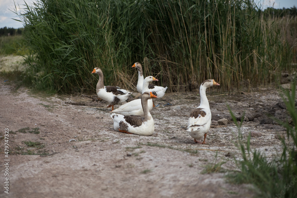 A flock of domestic geese grazing a farm A flock of domestic geese grazing a farm