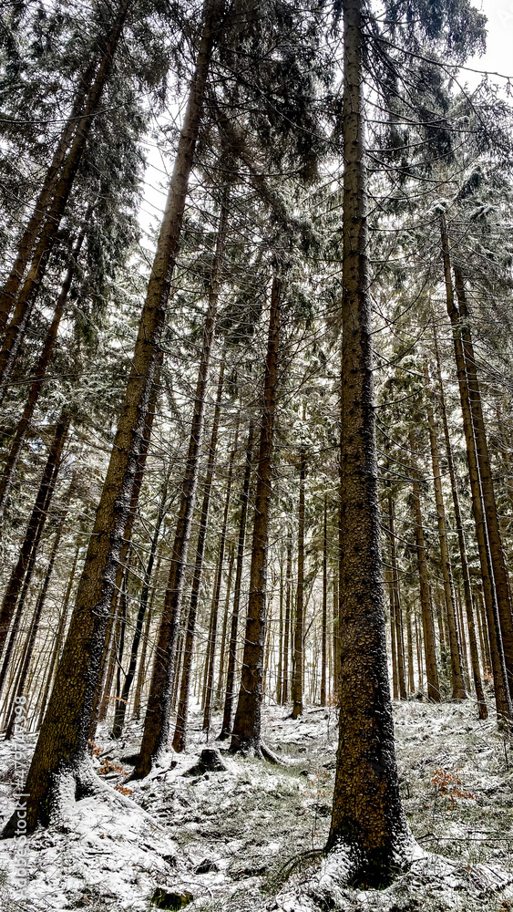 Fototapeta premium forest in winter