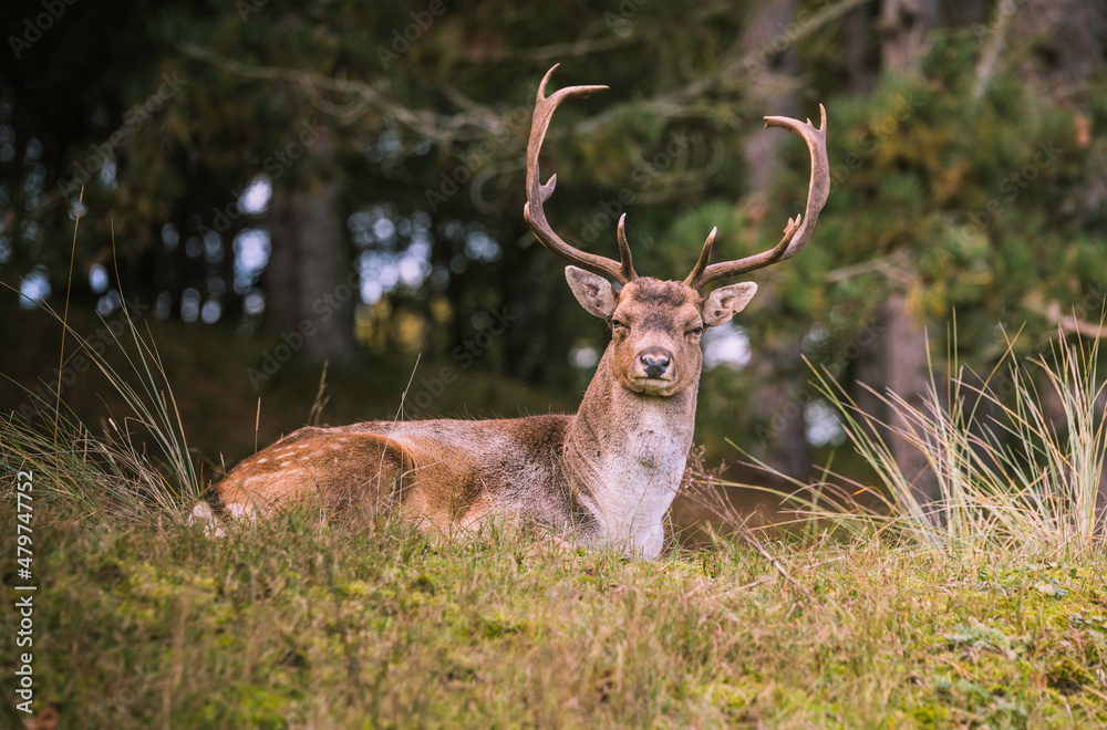 Naklejka premium deer in the wild nature in the netherlands