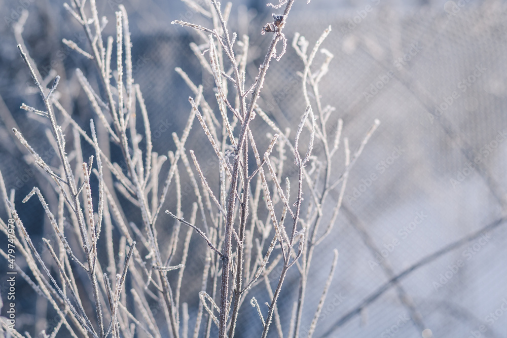 frost on the grass frost on the grass