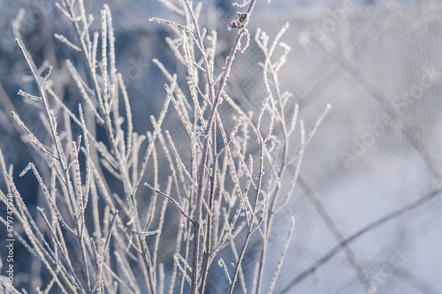 frost on the grass © Maryna