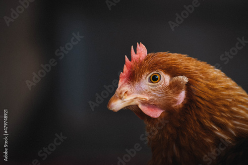 laying hen in the field