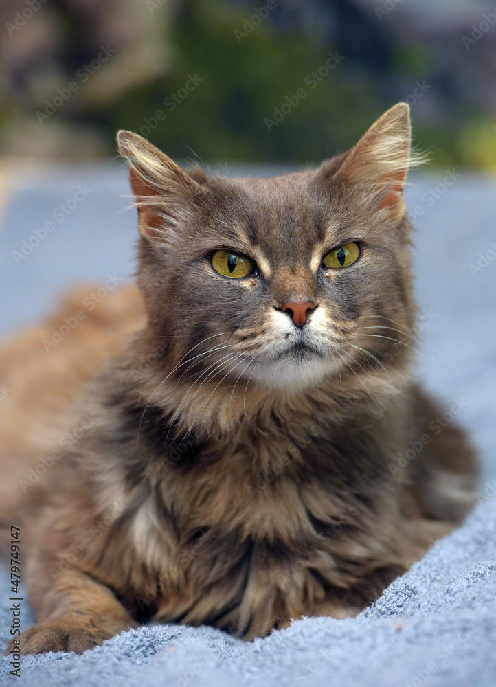 Beautiful gray fluffy cat with yellow eyes Beautiful gray fluffy cat with yellow eyes