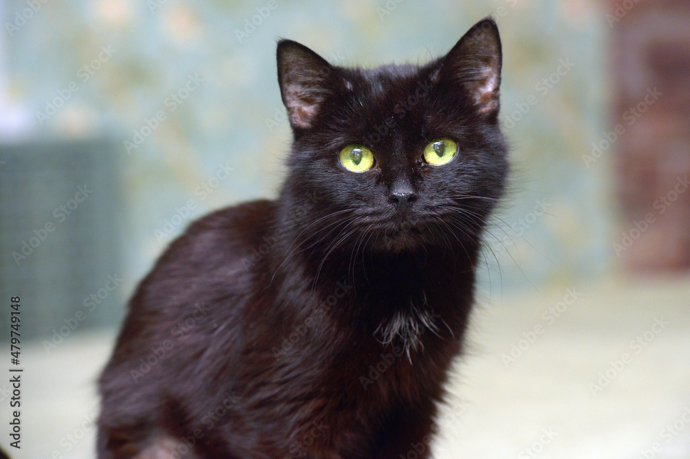 elderly old black cat lies on the couch elderly old black cat lies on the couch