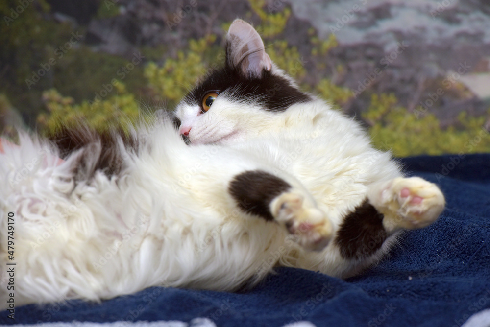 Fototapeta premium beautiful long-haired black and white cat