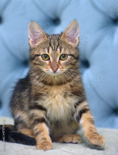 brown tabby cute fluffy kitten