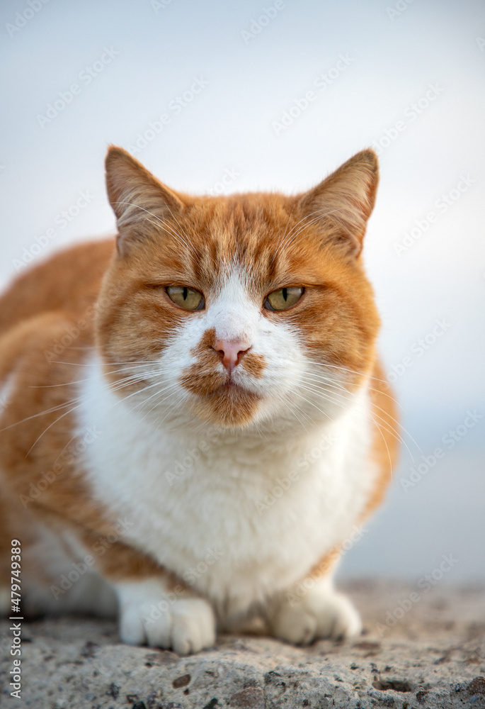 Portrait of fluffy cat. Blurred background. Vertical view Portrait of fluffy cat. Blurred background. Vertical view