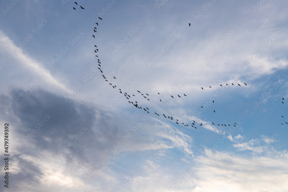Fototapeta premium a flock of birds flying south against a cloudy sky