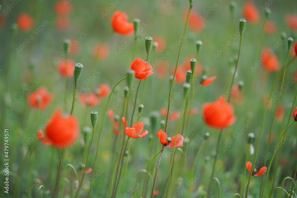 Fototapeta premium Coquelicot 4