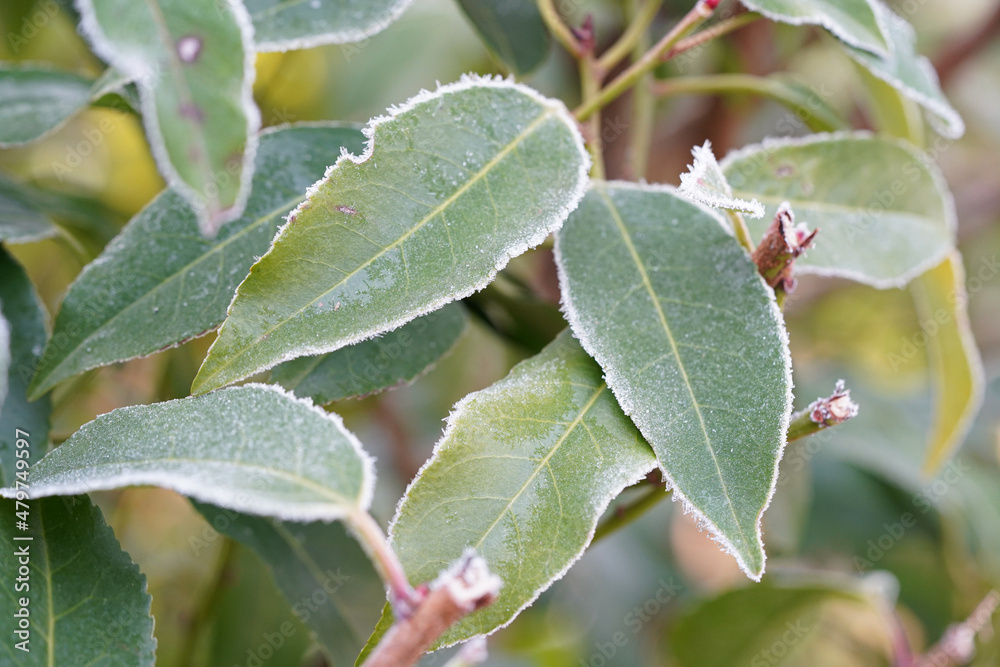 Feuille gelée