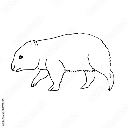 Vector hand drawn doodle sketch wombat isolated on white background