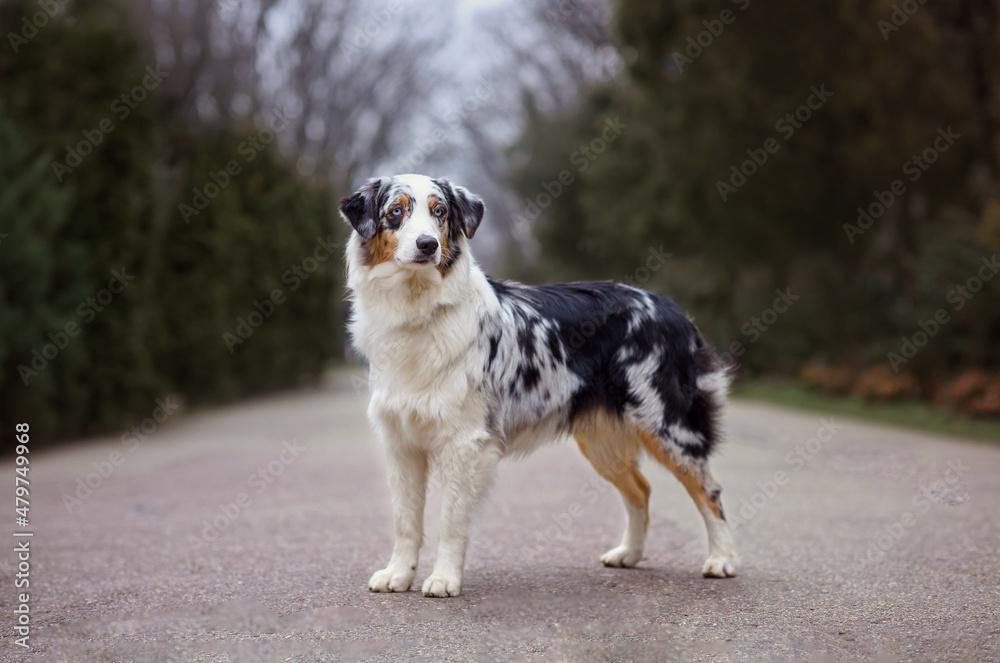 A cute dog australian shepherd aussie sits on the road in the forest in autumn spring summer. Selective focus image