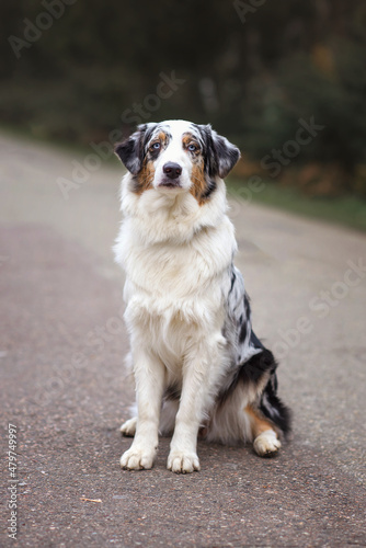 A cute dog australian shepherd aussie sits on the road in the forest in autumn spring summer. Selective focus image