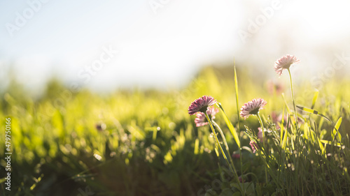 natural flower meadow on a sunny  spring day, selective focus