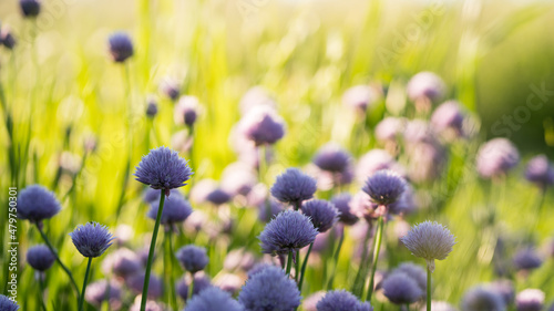flowering onions on a sunny day, selective focus