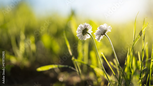 natural flower meadow on a sunny  spring day, selective focus