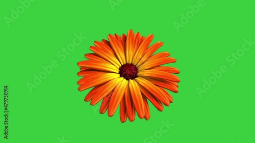 Marigold blooming orange flower on a green background, animation